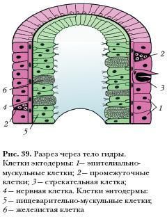 Http blacksprut com зеркало